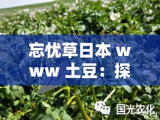 忘憂草日本 www 土豆：探尋別樣精彩世界