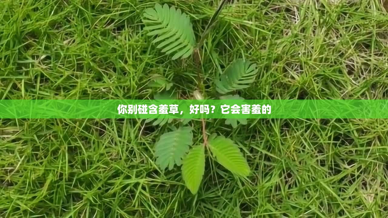 你別碰含羞草，好嗎？它會害羞的